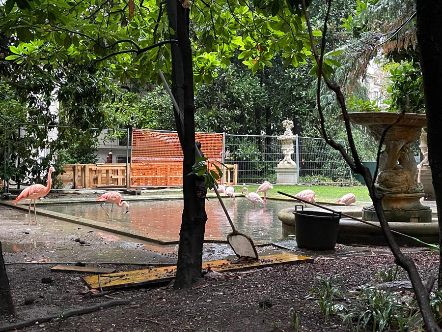Flamingos in Milan at Villa Invernizzi (Via Cappuccini)